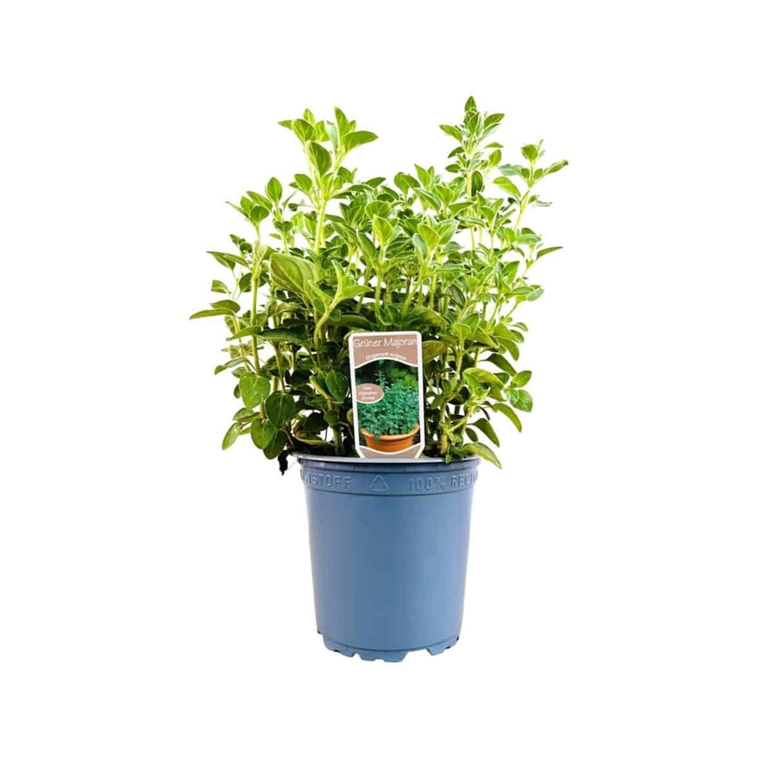Origanum Majorana Majoran Ca. 11x11 cm Topf günstig online kaufen