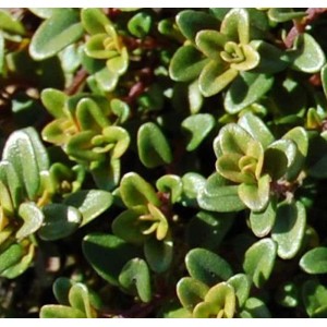 Nahaufnahme des Echten Zitronen Thymian Aureus mit grünen Blättern.