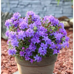 Zwerg Rhododendron Purple Pillow im Topf, lila Blüten. Kompakte Alpenrose für Garten und Grab.