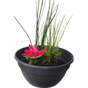 Wasserpflanzen-Mix im Korb, Topf ca. 45cm, mit rosa Blüte, Gräsern und grünen Blättern.