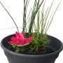 Wasserpflanzen-Mix im Korb, Topf ca. 45cm, mit rosa Blüte, Gräsern und grünen Blättern.