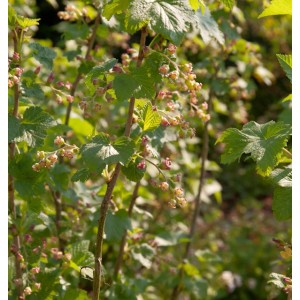 Schwarze Johannisbeere Silvergieters Schwarze (Ribes nigrum) mit grünen Blättern und Blüten.