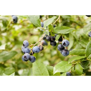 Nahaufnahme von reifen, blauen Heidelbeeren (Vaccinium Corymbosum Meader) an einem Strauch mit grünen Blättern.