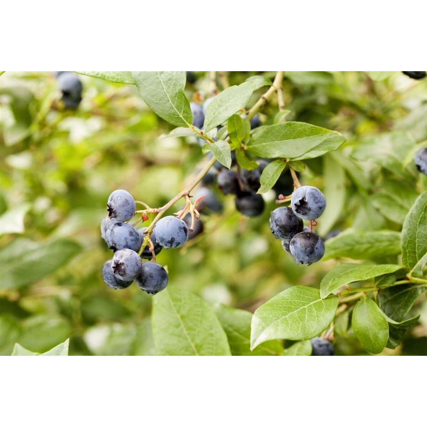 Vaccinium Corymbosum Meader Heidelbeere 25–30 Cm Ertragreich günstig online kaufen