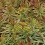 Busch-Wolfsmilch 'Ascot Rainbow' (Euphorbia martinii) mit gelbgrünen Blüten und panaschiertem Laub.