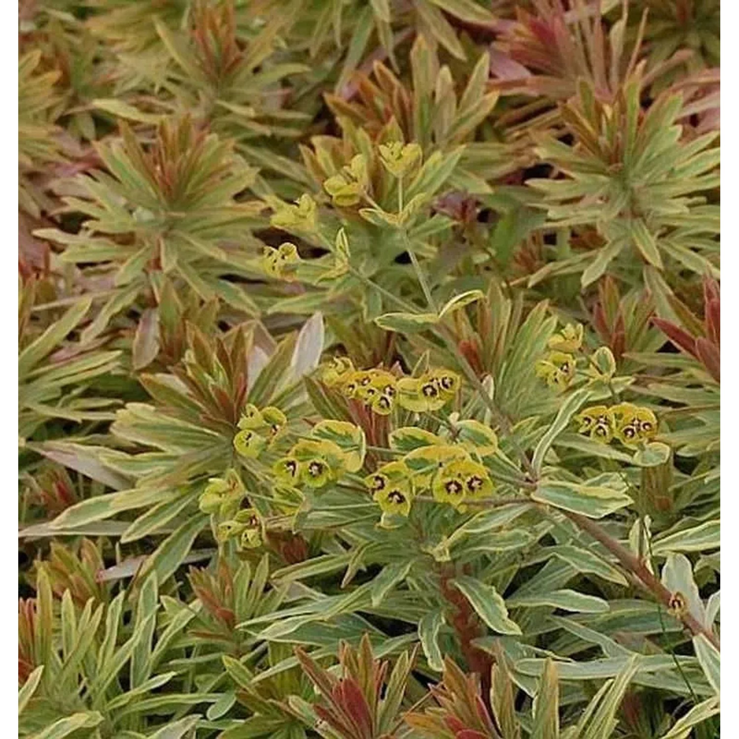 Busch Wolfsmilch Ascot Rainbow - Euphorbia martinii