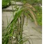 Riesensegge Carex pendula mit grünen Blättern und braunen Blütenständen im Garten.