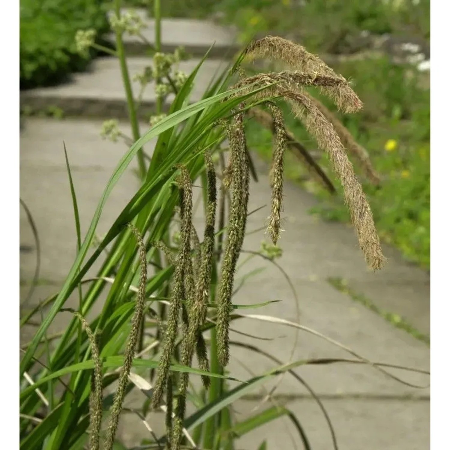 Riesensegge Carex pendula mit grünen Blättern und braunen Blütenständen im Garten.