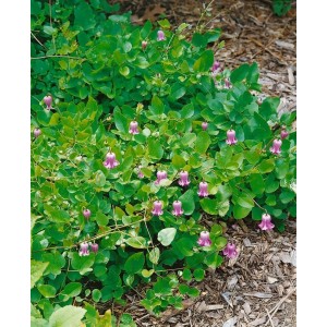 Blühende, blaue Duft-Waldrebe (Clematis heracleifolia) im Garten, 60-100cm hoch.