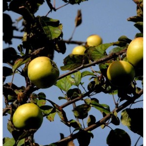 Apfelbaum Königsrenette mit reifen, gelbgrünen Äpfeln und grünen Blättern am Baum.