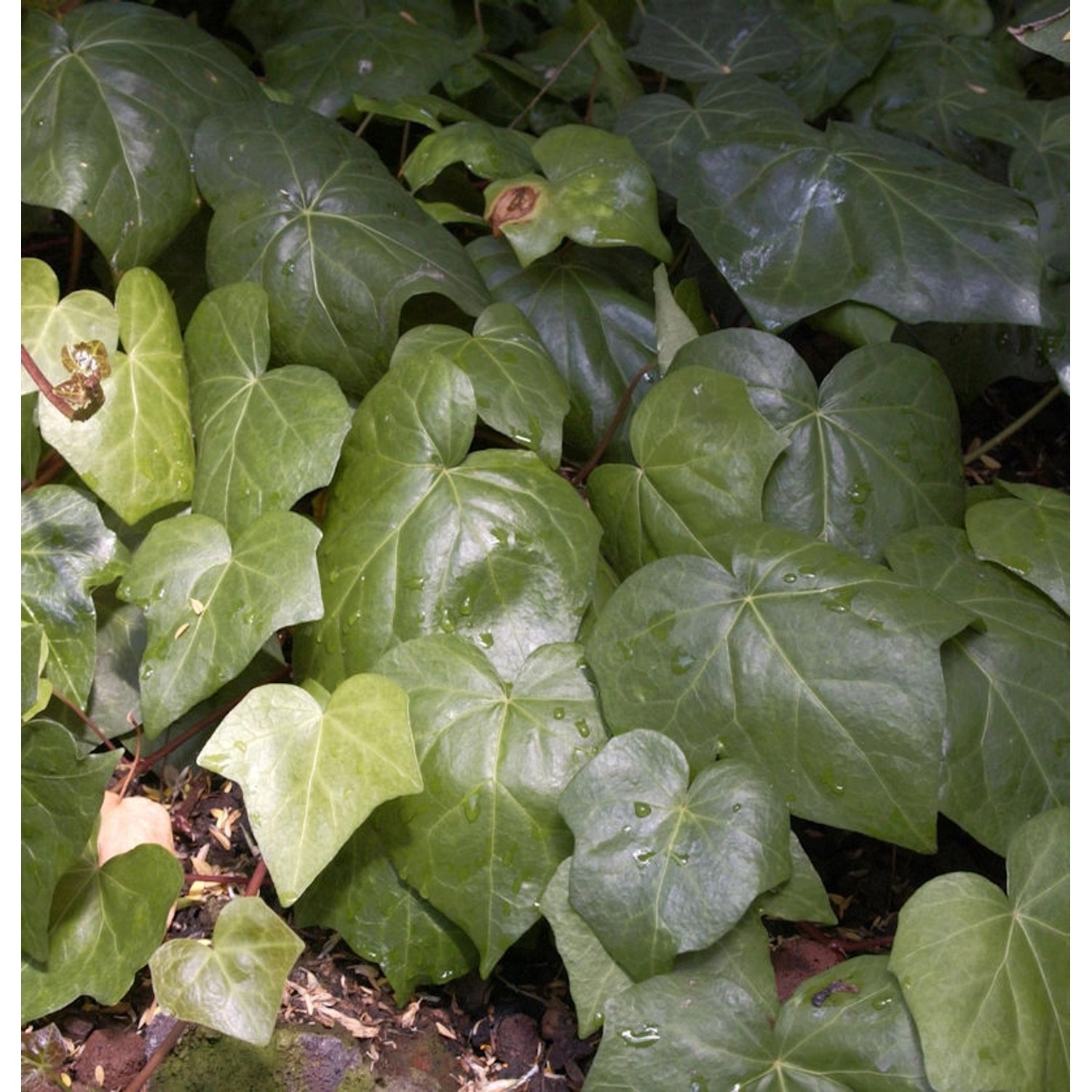 Nordafrikanischer Efeu grün 40-60cm - Hedera algeriensis günstig online kaufen