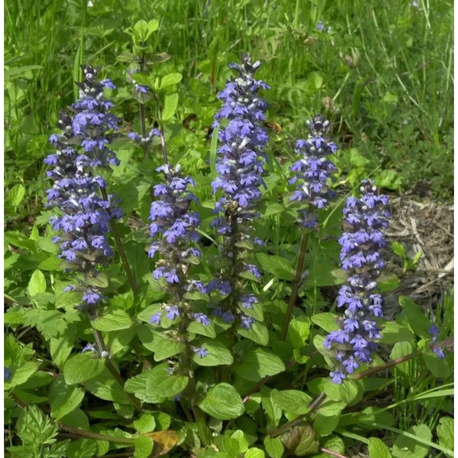 Günsel blau - Ajuga reptans