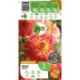 GROW by OBI Dahlie Procyon, gelb-rote Blüte, ca. 90cm hoch. Dekorative Blumenzwiebel für Beet und Kübel.