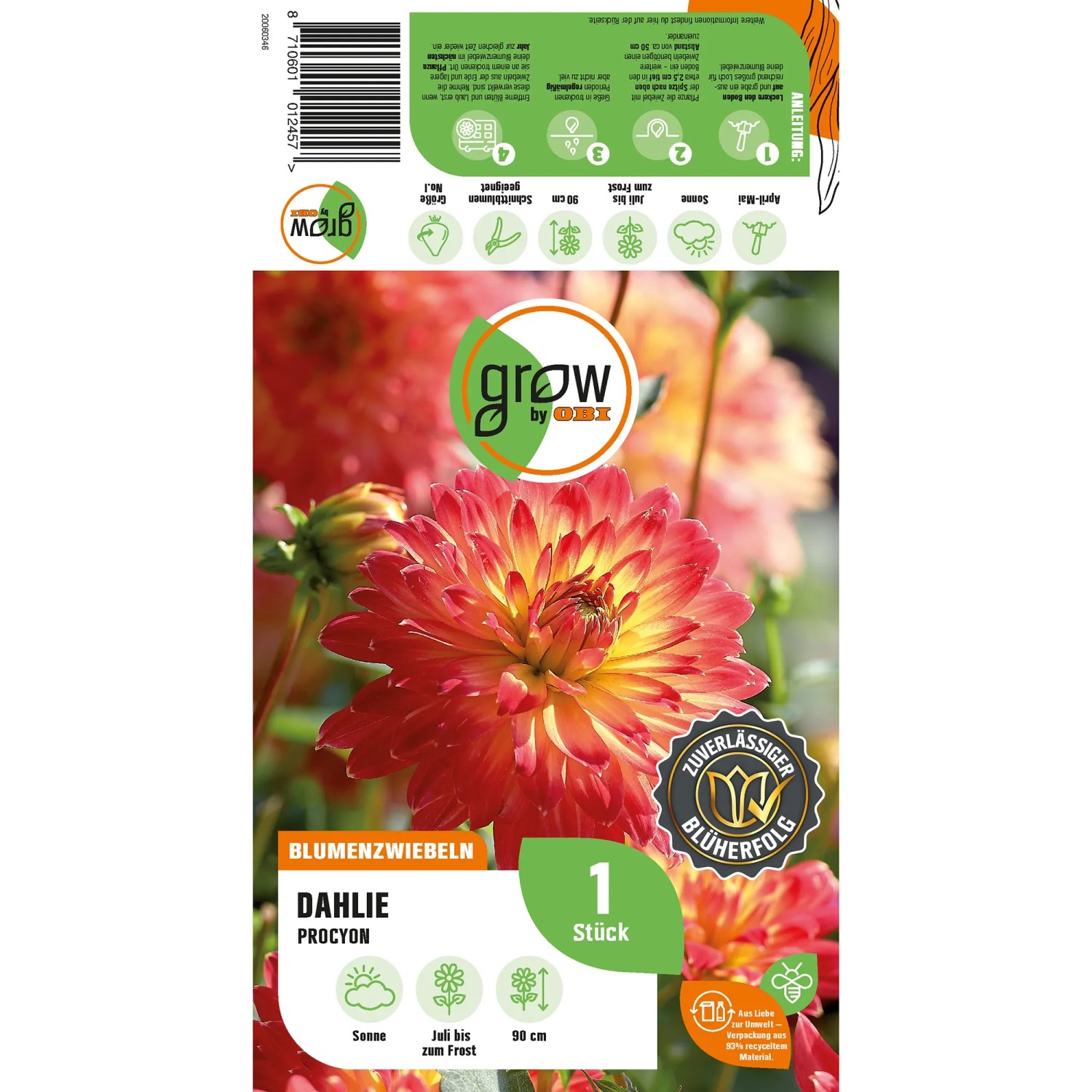 GROW by OBI Dahlie Procyon, gelb-rote Blüte, ca. 90cm hoch. Dekorative Blumenzwiebel für Beet und Kübel.
