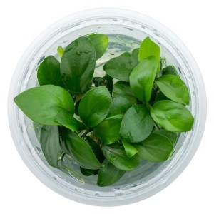 Dennerle Zwergspeerblatt Anubias barteri nana im In-Vitro Becher, eine Aquariumpflanze mit grünen Blättern.