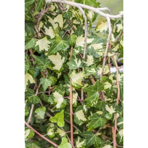 Gelb-grüner Hedera Helix Goldheart Efeu, eine attraktive Kletterpflanze für den Garten.