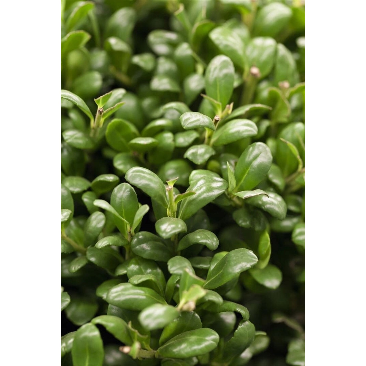 Ilex crenata 'Convexa' 20-25 cm günstig online kaufen