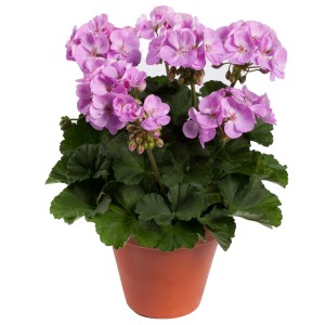 Stehende Geranie mit lila Blüten im Topf, ca. 12 cm hoch. Ideal für Balkon und Garten.
