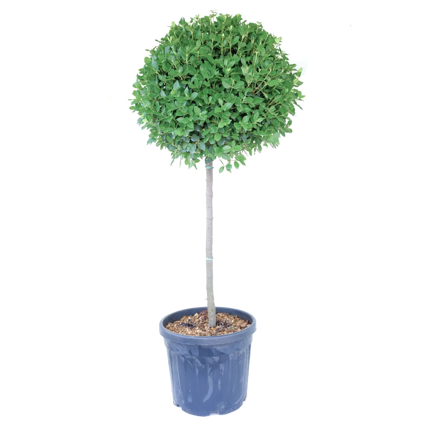 GROW by OBI Lorbeer-Schneeball Halbstamm Höhe ca.130 cm Viburnum tinus Eve Price