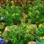 Immergrüne, kugelförmige Japanische Stechpalme (Ilex Crenata Maxima) im Gartenbeet.