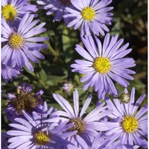 Nahaufnahme der lila blühenden Sommeraster Mira (Aster amellus) im Garten.