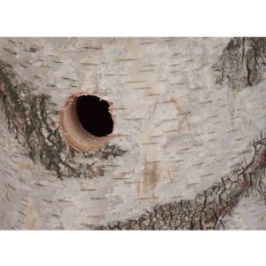 Siena Garden Nistkasten aus Birke Natur, Detailaufnahme des Einfluglochs.