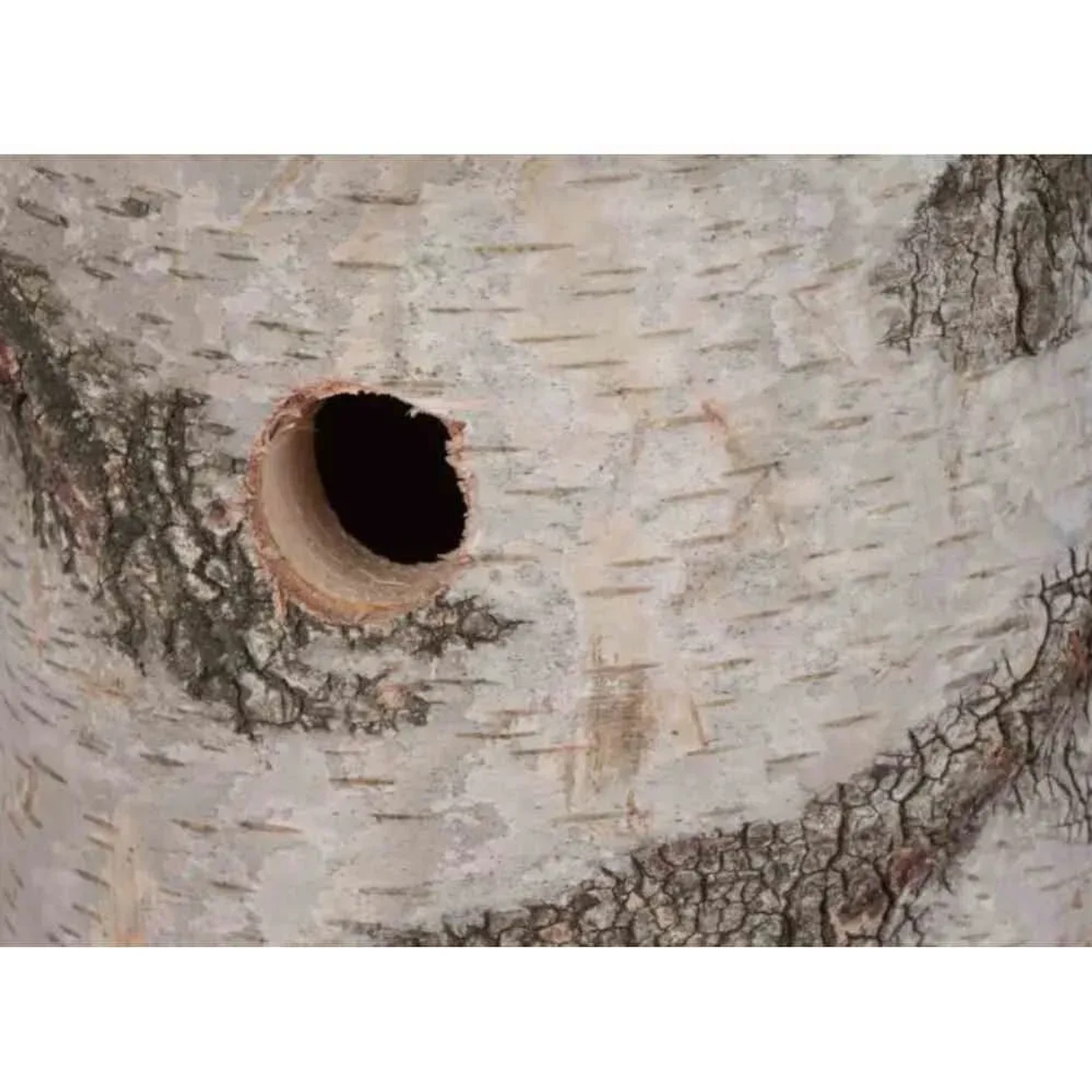 Siena Garden Nistkasten aus Birke Natur, Detailaufnahme des Einfluglochs.