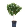 GROW by OBI Zwerg-Pfirsichbaum 'Diamond' im Topf, ca. 60 cm hoch.