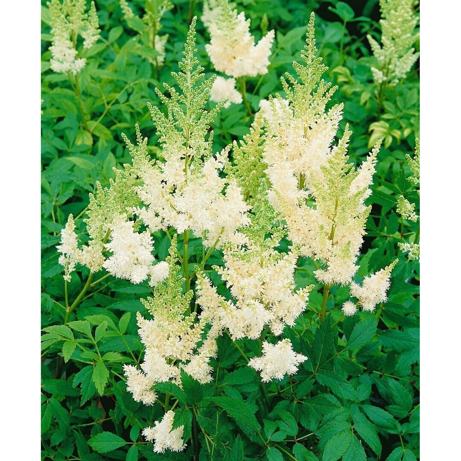 Astilbe X Arendsii Weiße Gloria Prachtspiere Ca. 9x9 cm Topf günstig online kaufen