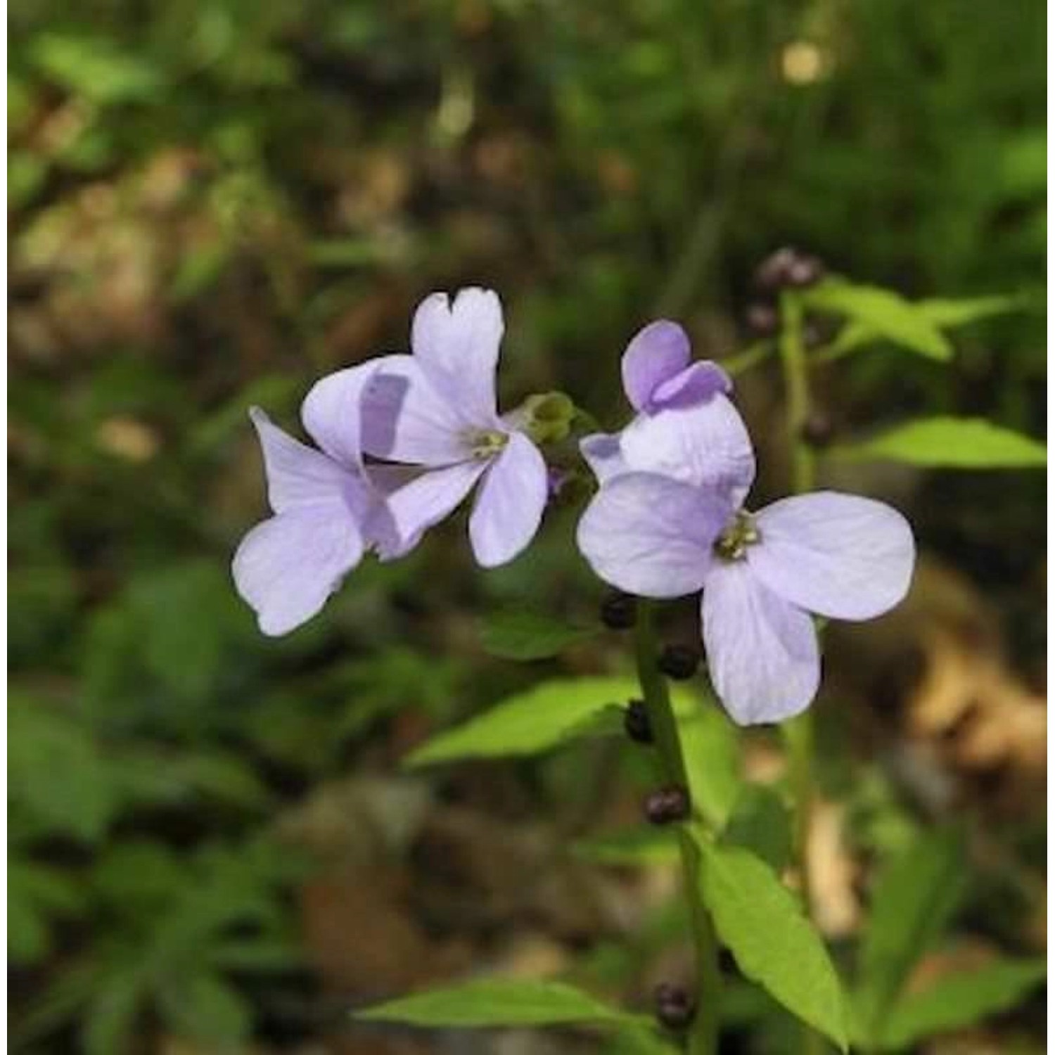 Zwiebel Schaumkraut - Cardamine bulbifera günstig online kaufen