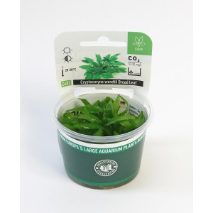 Dennerle Aquariumpflanze Cryptocoryne wendtii Broad Leaf im Topf.