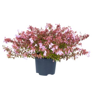 Abelie Lynn Pinky Bells im Topf, rosa Blüten und grüne Blätter. Zierstrauch für Garten und Kübel.