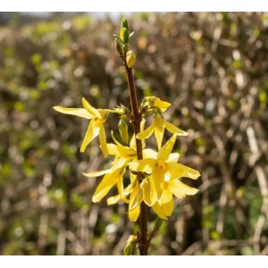 Baumfink Forsythie Spectabilis als Topfpflanze 60-100cm
