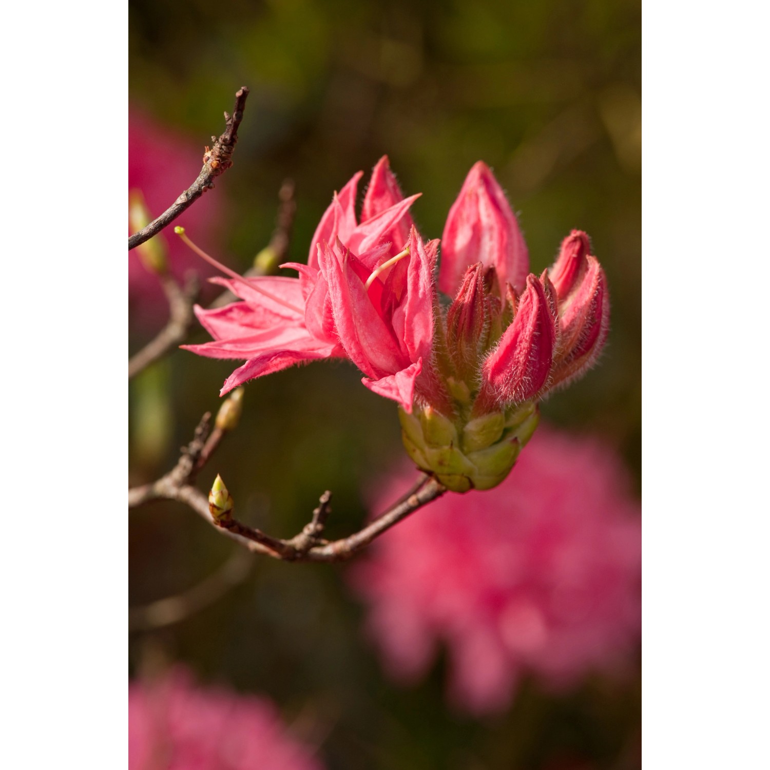 Nahaufnahme einer pinkfarbenen, sommergrünen Azalee (Homebush) im Garten.