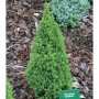 Grüne Zwerg-Zuckerhutfichte (Picea glauca) mit kegelförmigem Wuchs im Garten.