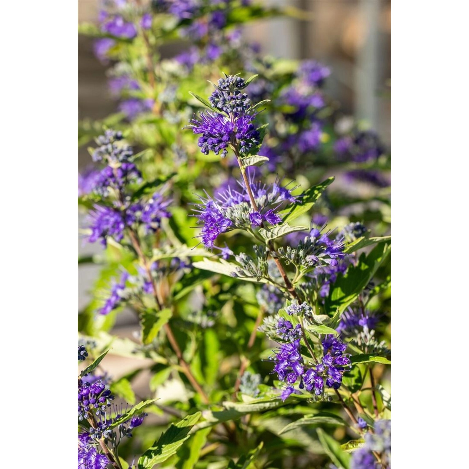 Caryopteris Clandonensis Bartblume First Blue 25-30 cm günstig online kaufen