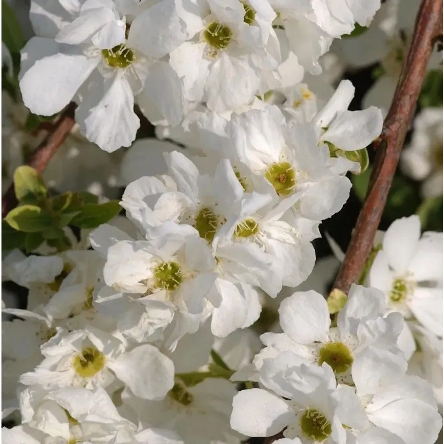 Kleine Prunkspiere The Bride 100-125cm - Exochorda macrantha