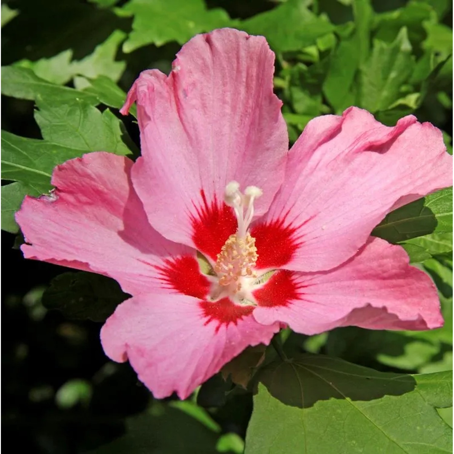 Garteneibisch Silke 30-40cm - Hibiscus syriacus