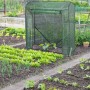 Grünes Tomatengewächshaus aus PE-Folie im Garten. Die aufrollbare Tür ist geöffnet, eine junge Pflanze wächst darin.