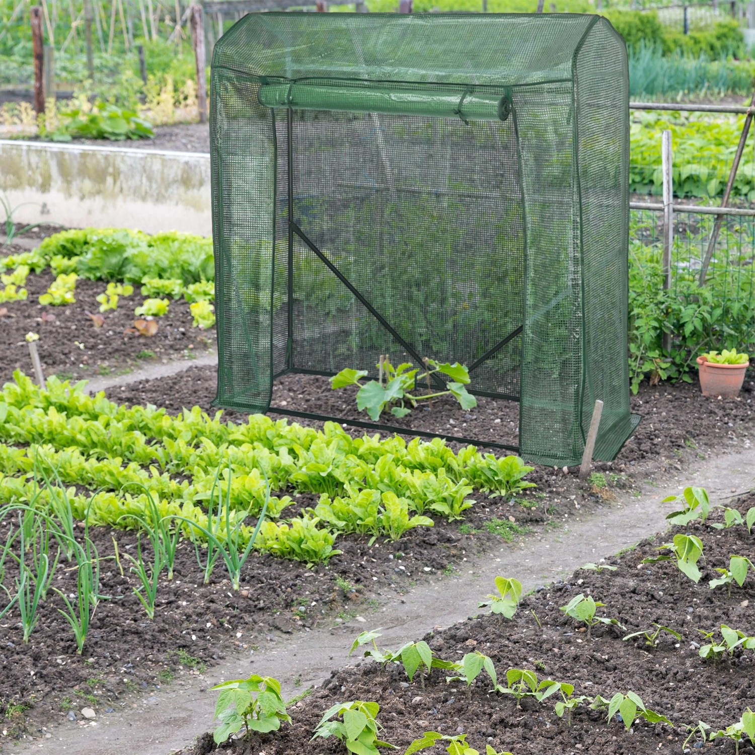 Grünes Tomatengewächshaus aus PE-Folie im Garten. Die aufrollbare Tür ist geöffnet, eine junge Pflanze wächst darin.