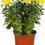 Gelbe Herbst-Chrysantheme im Topf, ca. 10 cm hoch, Topf-Ø ca. 11 cm. Winterharte Gartenblume.