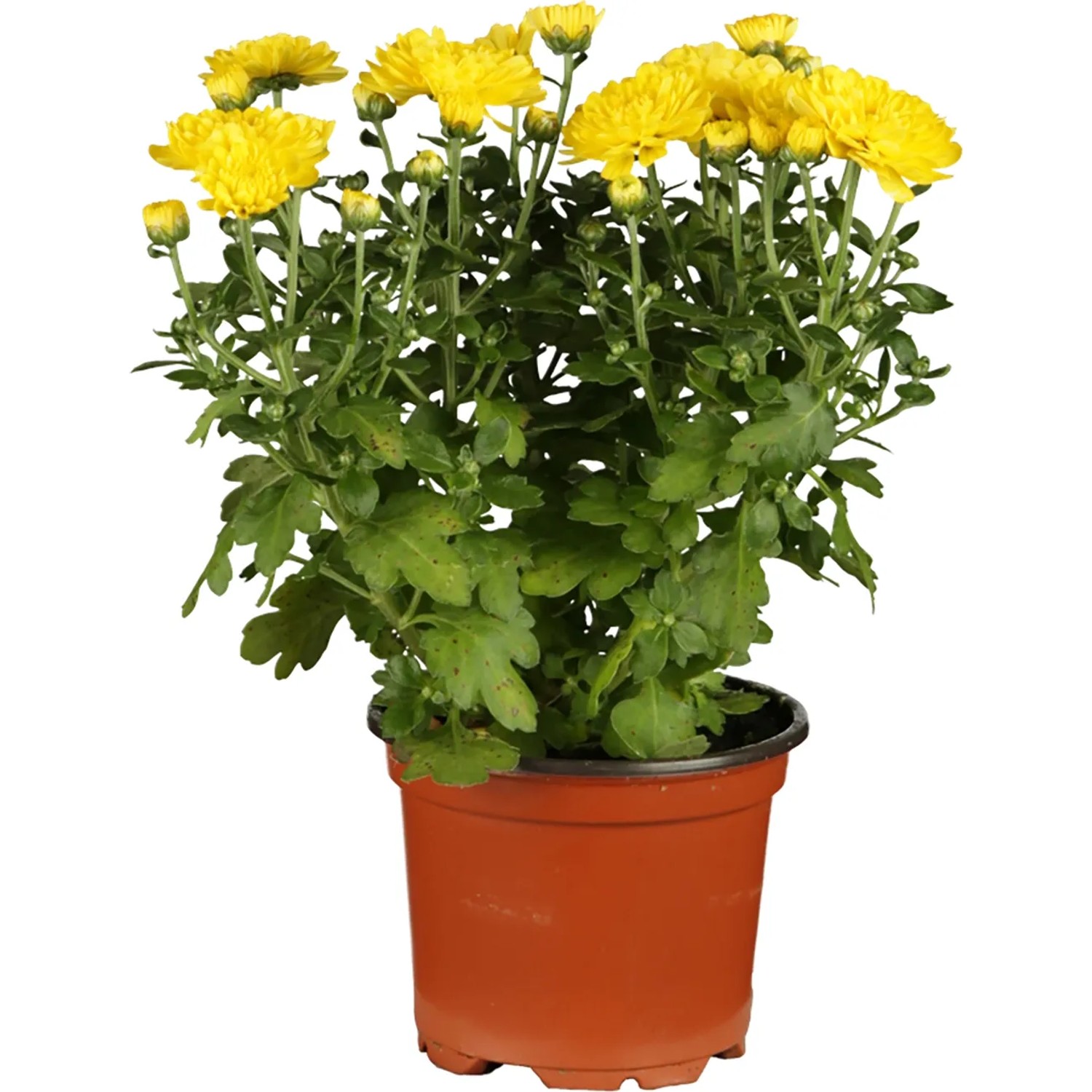 Gelbe Herbst-Chrysantheme im Topf, ca. 10 cm hoch, Topf-Ø ca. 11 cm. Winterharte Gartenblume.