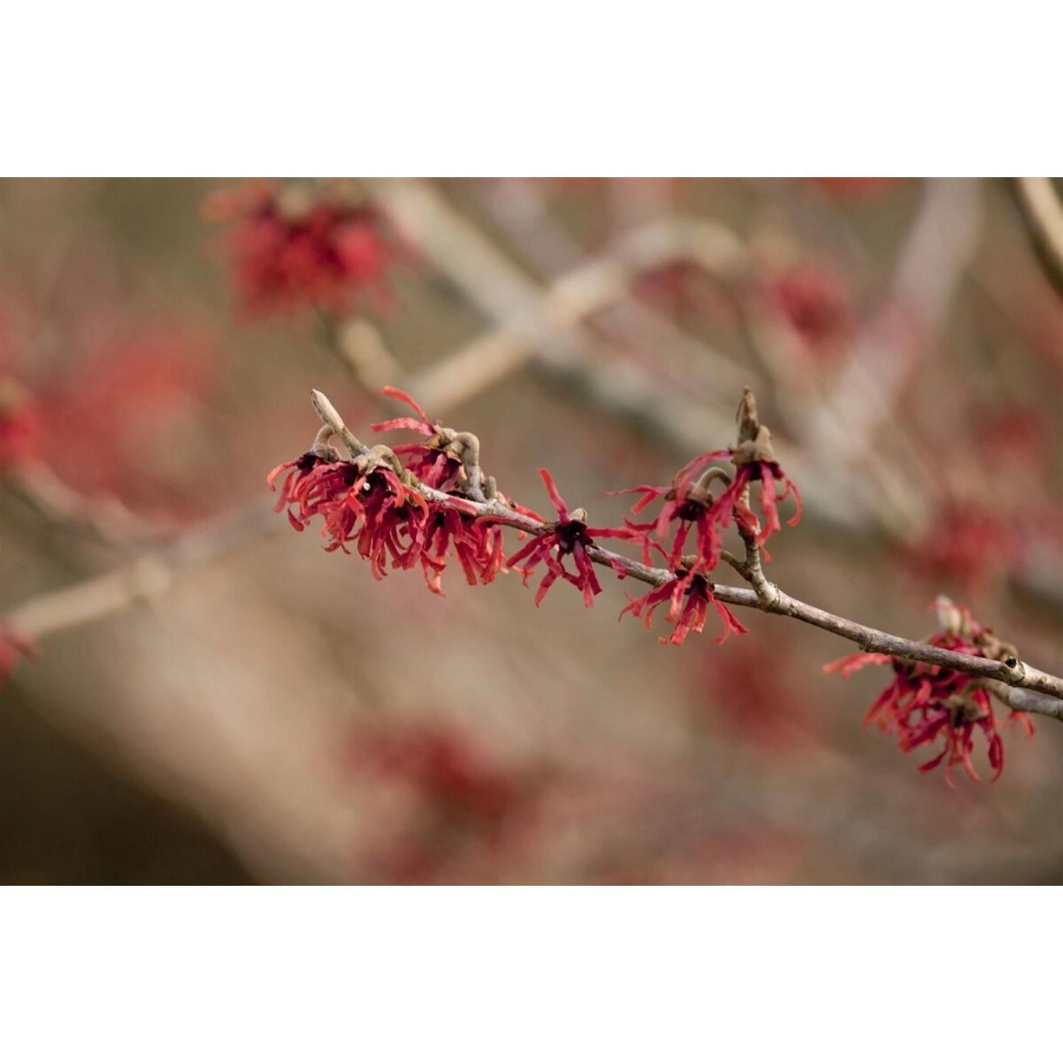 Hamamelis Intermedia Ruby Glow Zaubernuss Rot 60–80 cm günstig online kaufen