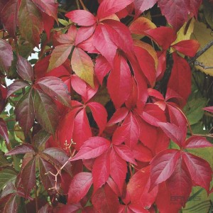 Wilder Wein 'Engelmannii' Parthenocissus quinquefolia 50 bis 60 cm im Container Rote Herbstfärbung