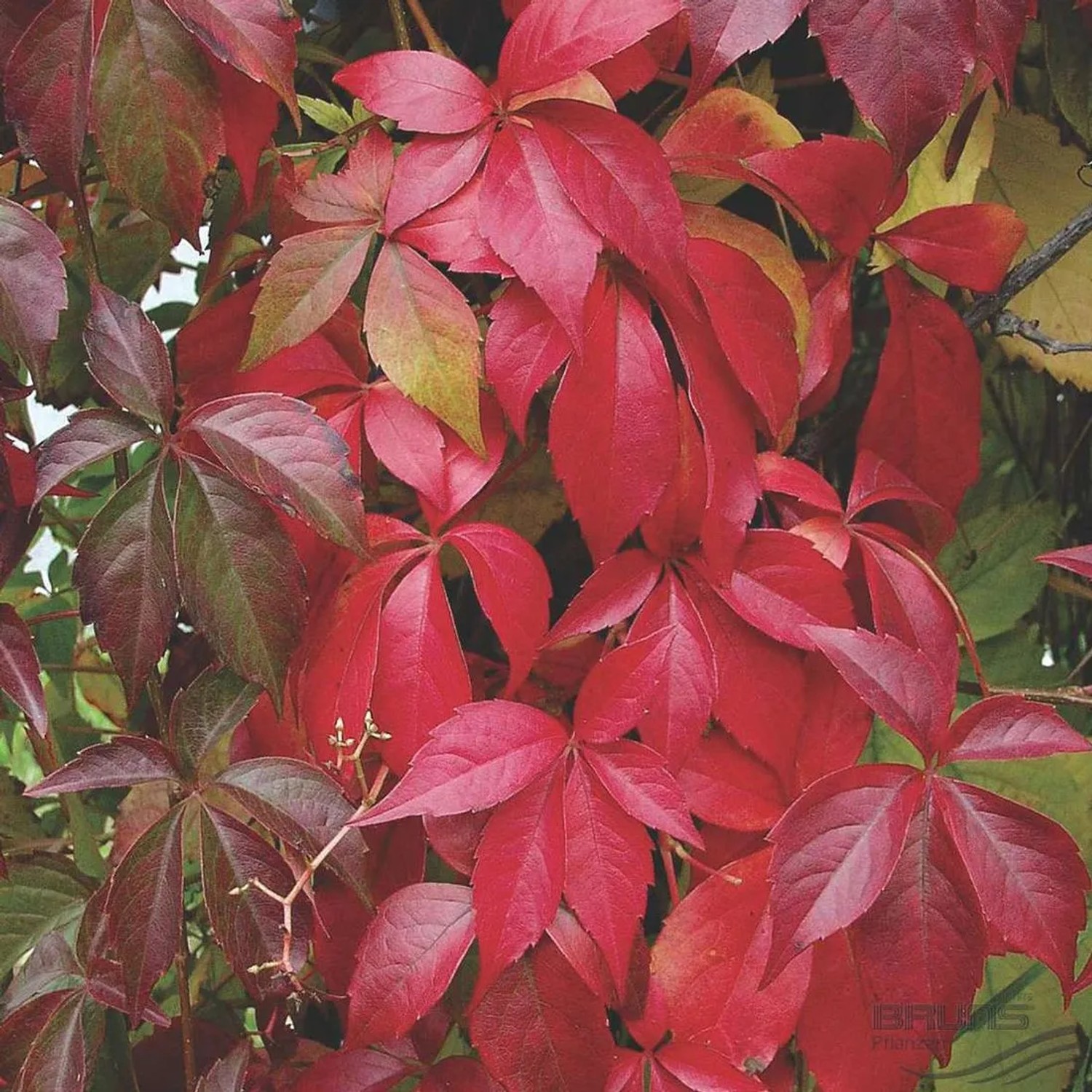 arborix Wilder Wein 'Engelmannii' Parthenocissus Quinquefolia 50 Bis 60 Cm Im Container Rote Herbstfärbung