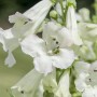 Nahaufnahme des weißen Bartfaden Penstemon 'White Bedder' im 11x11 cm Topf. Blühende Zimmerpflanze.