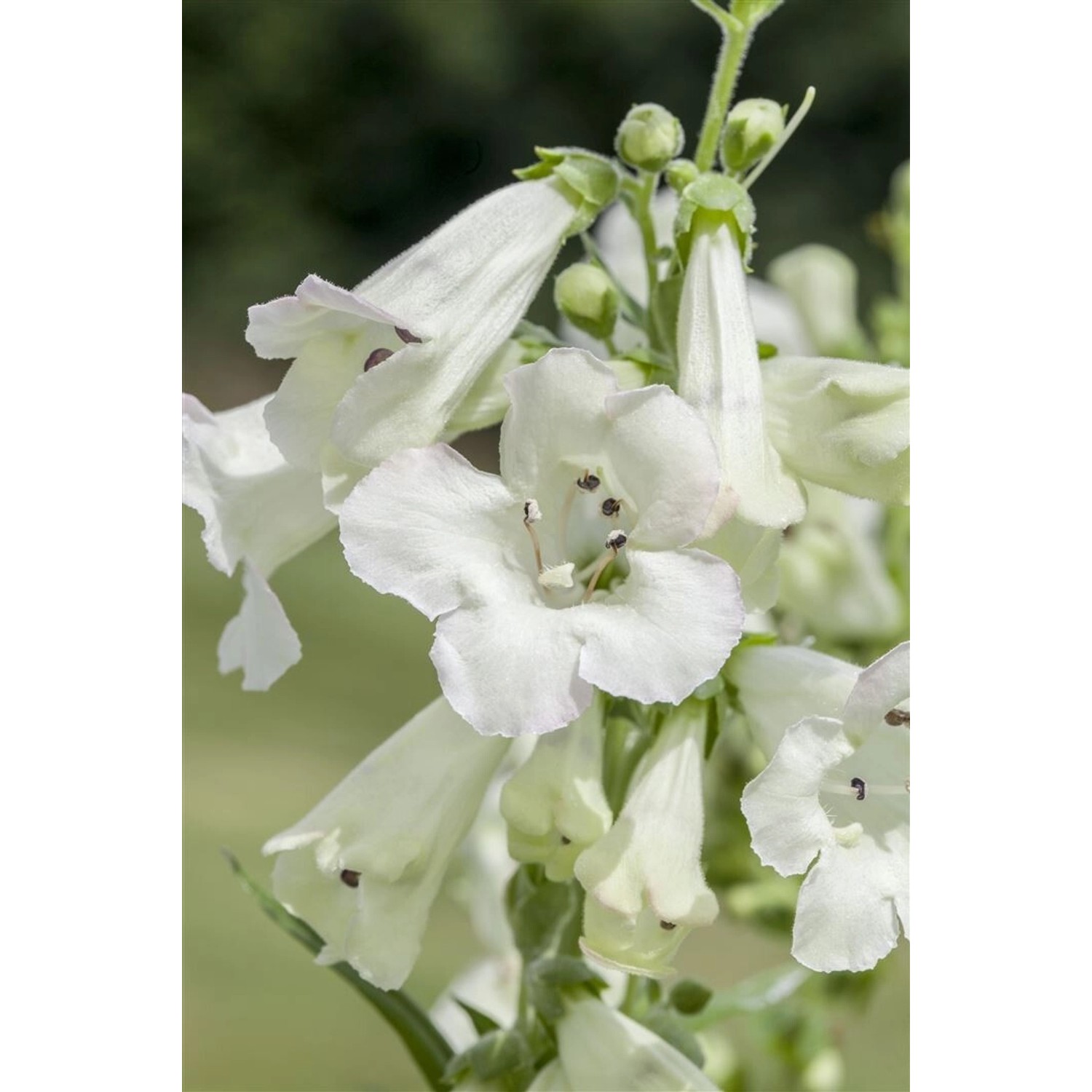 Penstemon X Cult.'White Bedder' Bartfaden Ca. 11x11 cm Topf günstig online kaufen