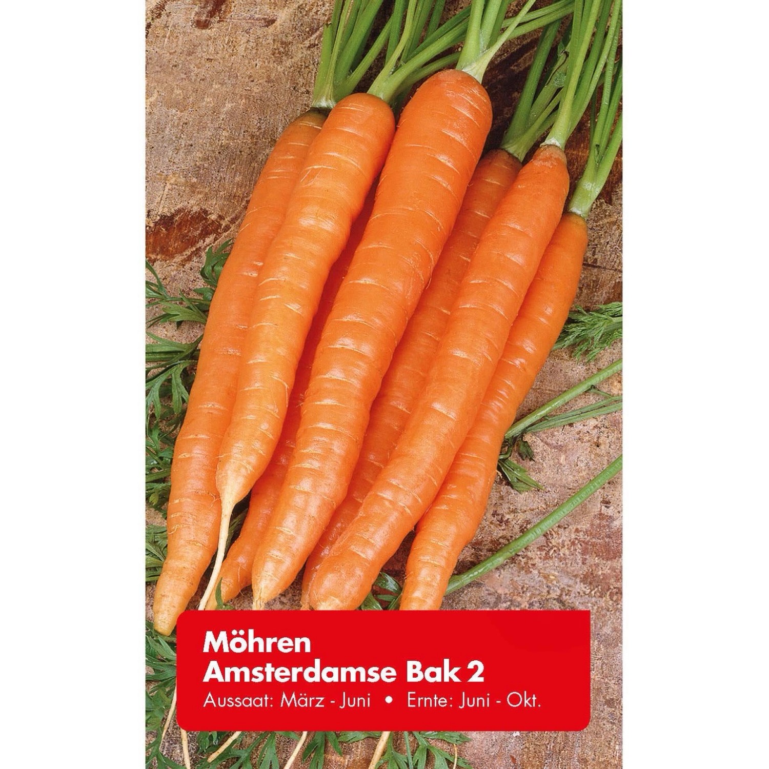 Möhre Amsterdamse Bak 2 Zoll