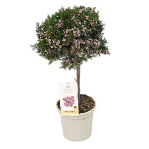 GROW by OBI Wachsblume als Stamm im Topf, ca. 55cm hoch, mit zarten rosa Blüten.