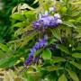 Chinesischer Blauregen 'Prolific' mit violetten Blüten und grünen Blättern.